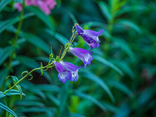 Wall Mural - Purple Foxglove