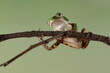 Phyllomedusa hypochondrialis climbing on monstera varigata leaves, Northern orange-legged leaf frog or tiger-legged monkey frog closeup on leaves 
