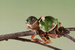 The tiger leq frog climbs on its mother's back, Phyllomedusa hypochondrialis climbing on branch
