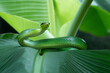 Gonyosoma snake on green leaves, Head of Gonyosoma snake, Green gonyosoma snake looking around 