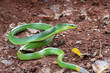 Head of Gonyosoma snake, Green gonyosoma snake looking around 