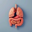human internal organ in the 3D illustration style