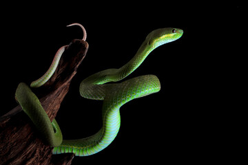Wall Mural - Trimeresurus Insularis closeup on branch, Indonesian viper snake closeup