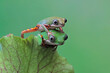 The tiger leq frog climbs on its mother's back, Phyllomedusa hypochondrialis climbing on leaves
