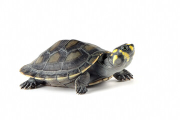Wall Mural - clown turtle 