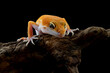 Closeup head Sunglow gecko on wood, Head of sunglow gecko on isolated background