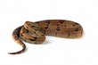 Boa constrictor imperator closeup head on isolated background, Boa constrictor imperator snake on white background