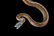 Orange Glow Motley Reticulated Python (Malayopython reticulatus), Reticulatus python snake on black background