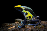Fototapeta Zwierzęta - Poison dart frog dendrobates tinctorius patricia closeup