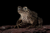 Fototapeta Zwierzęta - Phrynoidis aspera toad closeup on wood with isolated background, Phrynoidis aspera toad closeup