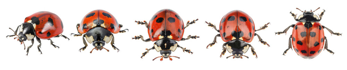 Red ladybugs collection, isolated on transparent background. 