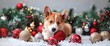Pembroke welsh corgi puppy with christmas decorations