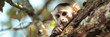    Monkey on tree in the tropical forest background , White faced capuchin Cebu's imitator in a tree forest background  
