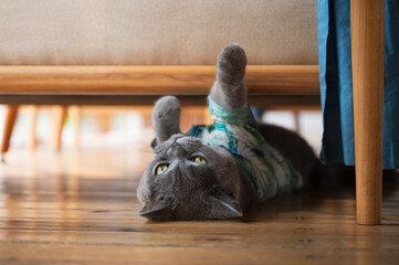 Sticker - British shorthair cat lying on the floor sleeping