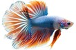 Betta fish, 3D illustration, pure white backdrop, flowing fins, vivid coloration, dramatic side lighting