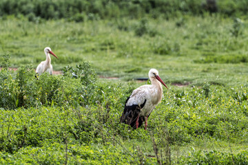 Wall Mural - White Storks, Ciconia ciconia at Odiaxere in the Algarve region, District Faro, Portugal.