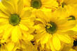 Yellow chrysanthemums taken in close-up
