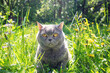 Blue British Shorthair cat on nature outdoors. A funny cat is resting in the garden on the grass on a sunny summer day
