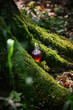 magican potion in glass bottle in summer forest