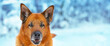Portrait of a red big mongrel dog outdoors on the snow in winter