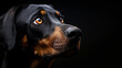 Portrait of a doberman looking up on a black background