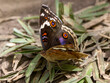 Ein madegassischer Dunkelblaues Stiefmütterchen Schmetterling in der Seitenansicht