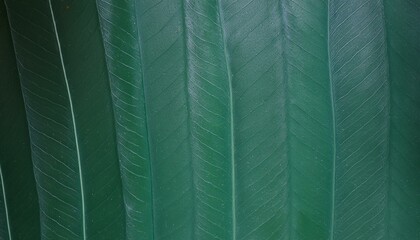 Close up Green wall texture isolated background