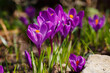 Beautiful purple spring crocuses in the garden. Flowering of bulbous plants in the garden. Floral spring background with purple crocuses flowers