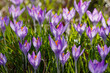 Beautiful spring crocuses in the garden. Flowering of bulbous plants in the garden. Floral spring background with pink and purple crocus flowers
