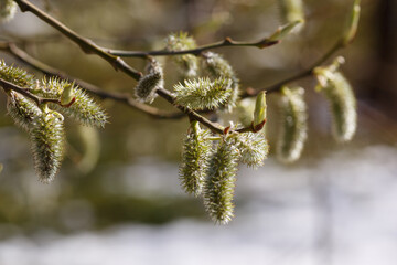 Populus tremula in early spring time. Flowering of alder in ordinary spring. Allergy to plant pollen