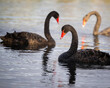 Black swans swimming in the lake. Auckland.