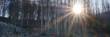 Sonnenstern zwischen abgestorbenen Fichten, Naturpark Arnsberger Wald, Sauerland, Nordrhein-Westfalen, Deutschland, Europa