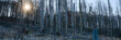 Sonnenstern zwischen abgestorbenen Fichten, Naturpark Arnsberger Wald, Sauerland, Nordrhein-Westfalen, Deutschland, Europa