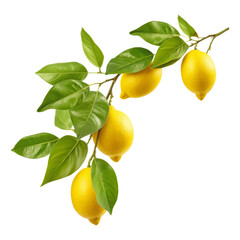 Wall Mural - lemons on a branch isolated on transparent background cutout