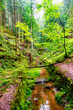 Magical enchanted fairytale forest with fern, moss, lichen, streams and sandstone rocks at the hiking trail Malerweg in the national park Saxon Switzerland, Saxony, Germany