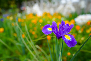 iris flower blue. spring flower. Iris hollandica 'Blue Magic' is a bulbous iris with blue flowers. detail.