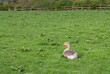 Toulouse Goose sitting in a grass field in the United Kingdom