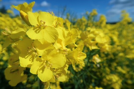 gros plan sur des fleurs de colza (brassica napus), aux pétales jaunes, dans un champ en champagne a