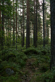 Fototapeta  - Summer pine forest on a warm day with lots of greenery and bilberries