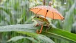 frog on the leaf with umbrella