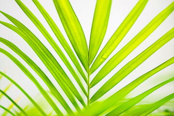 Wall Mural - Natural plant green leaf in garden with bokeh background