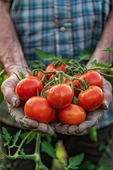 Poster - tomatoes in the hands of a man. selective focus