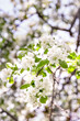 Spring blossom: branches of a blossoming apple tree on sky background. White apple tree flowers on nature background.