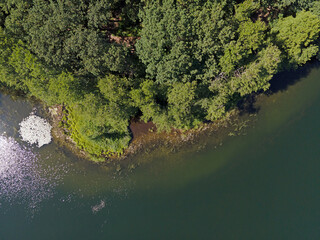 Wall Mural - Aerial top down of lake and trees in Grunewald forest on a sunny summer day in Berlin