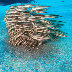 Wall Mural - Underwater photography of a school of striped catfish. From a scuba dive in Bali - Indonesia.
