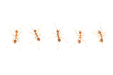 Fototapeta Zwierzęta - Group weaver ants on isolated background, Weaver ants closeup