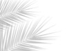 © fatima - Realistic palm leaf shadow on the corner of transparent background. Natural shadow of tropical coconut palm leaves branches. Minimal summer decoration design elements. Mock up Product Presentation