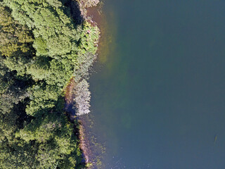 Wall Mural - Aerial top down of lake and trees in Grunewald forest on a sunny summer day in Berlin