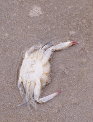 Canvas Print - sea crab on the beach