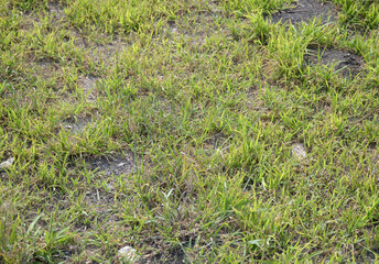 Wall Mural - texture from a grass on a lawn.